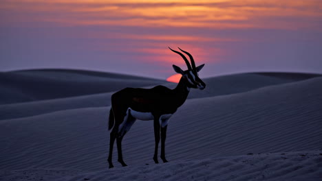 oryx silhouette in desert sunset