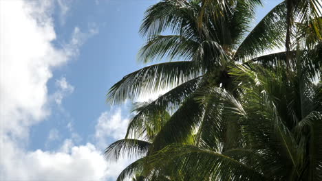 Cocoteros-En-La-Orilla-De-La-Playa-Con-Un-Cielo-Azul-Brillante-Durante-El-Verano-En-La-Isla-De-Siargao,-Filipinas