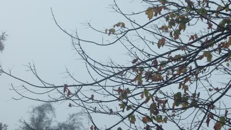 Autumn Leaves On Bare Tree Branches, Overcast Grey Gloomy Daytime, Maffra, Gippsland, Victoria, Australia