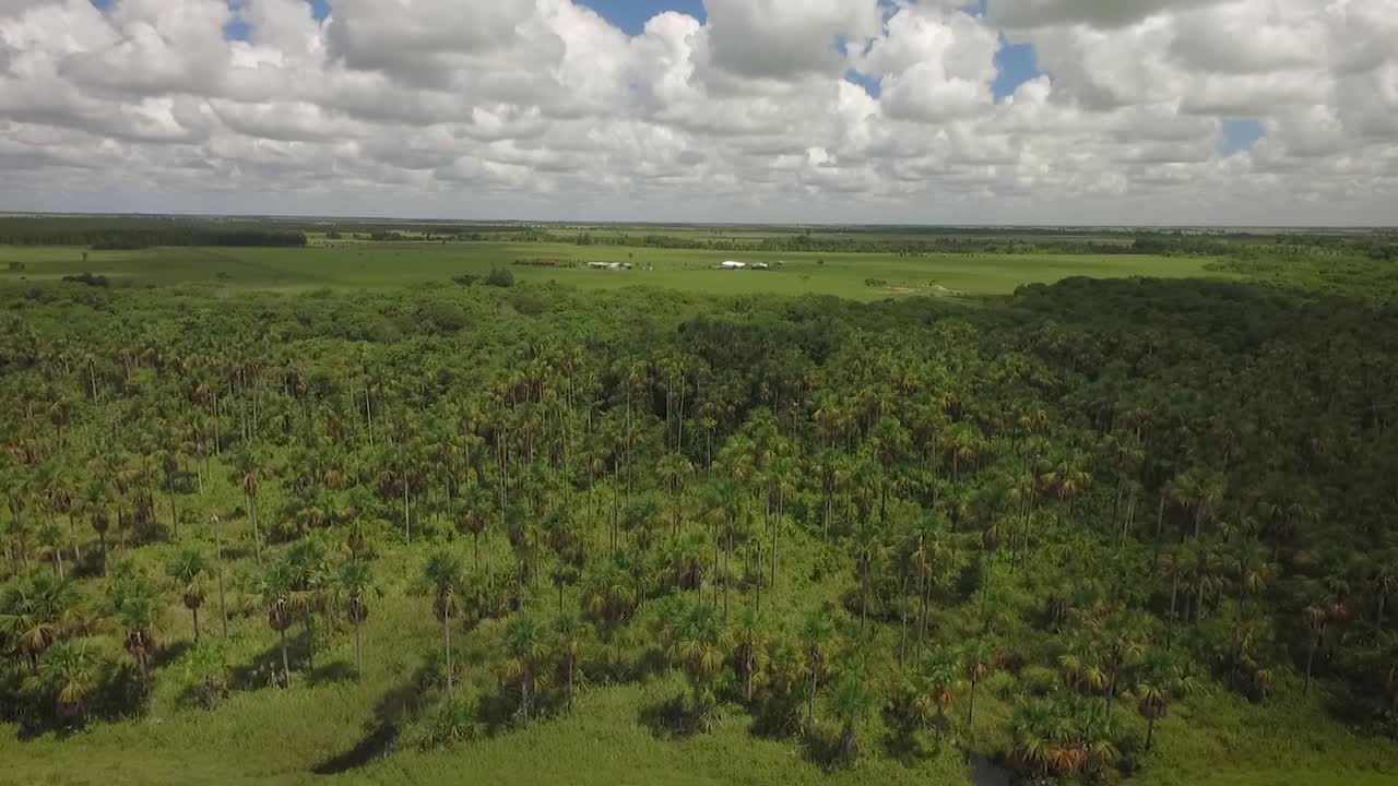 toma de drones de un grupo de palmeras moriches en una sabana