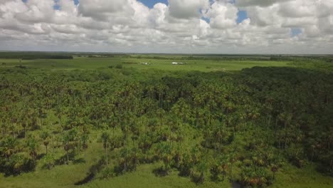 Toma-De-Drones-De-Un-Grupo-De-Palmeras-Moriches-En-Una-Sabana