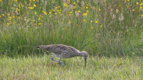 Eurasischer-Brachvogel-Füttert-Mit-Seinem-Großen-Gebogenen-Schnabel-Auf-Einer-Wiese-Mit-Wildblumen-Im-Hintergrund