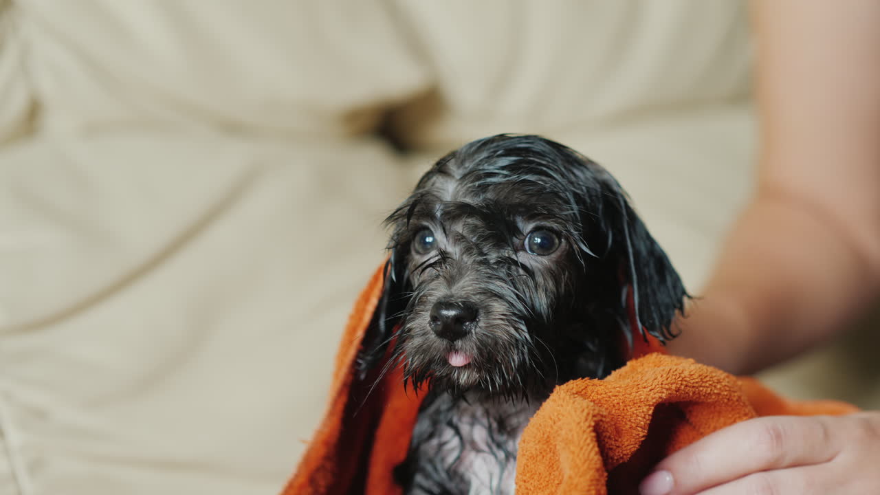 secado de un cachorro negro frío