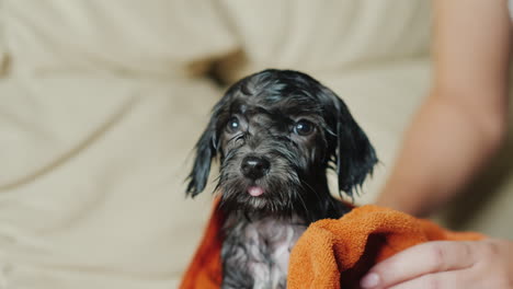 secado de un cachorro negro frío