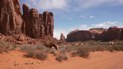 horse grazing in the desert landscape with beautiful rugged mountains in the background