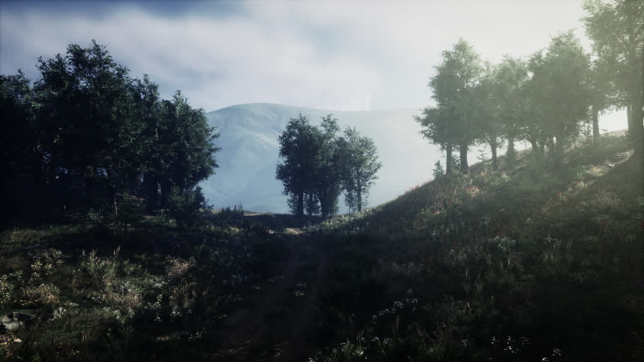 camino de bosque de montaña brumoso