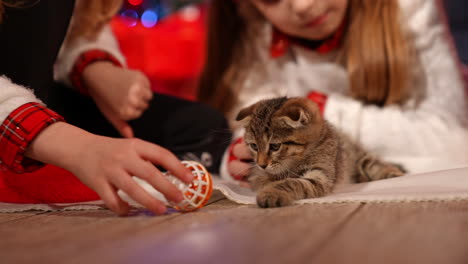 lovely little kitten and kids. christmas miracle for children. girls playing with a small grey cat on the floor. alive gift at christmas.