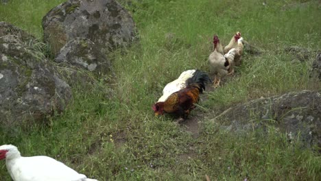 Gans-Verscheucht-Hühner-In-Der-Natur-Australische-Tiere-In-Wilden-Wiesen