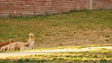 Two-dogs-play-frisbee-together-in-a-park