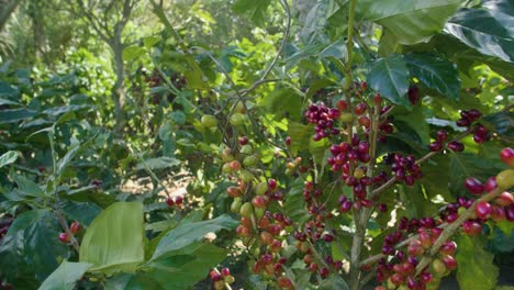 árboles-De-Café-En-Medio-De-Una-Plantación-En-El-Salvador-Durante-Un-Día-Soleado