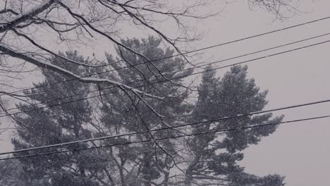 winter storm beating down on pine trees in early january