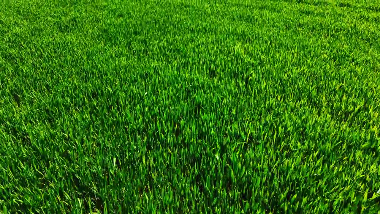 Texture aerea di una fitta coltura di grano verde. Un primo piano dall'alto mostra lame e steli uniformi che riempiono l'inquadratura con un colore intenso.