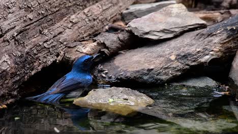 The-Indochinese-Blue-flycatcher-is-a-found-in-lowland-forests-of-Thailand,-known-for-its-blue-feathers-and-orange-to-white-breast