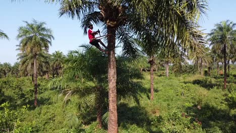 hombre lejano recogiendo cocos de una palmera
