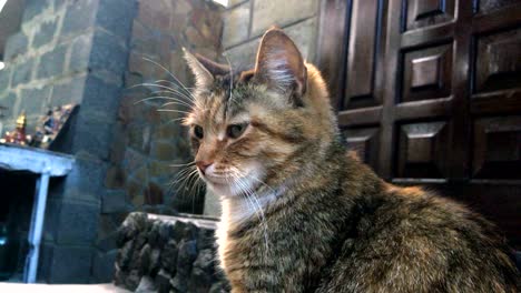 el gato de jengibre al aire libre