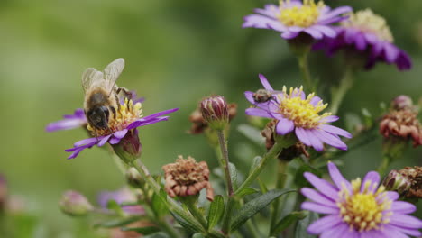 bee crawling over flower