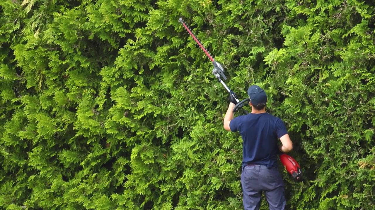 Professional gardener trimming and shaping a large green thuja hedge using a long electric trimmer. A landscape worker maintaining a residential backyard garden during a sunny summer day