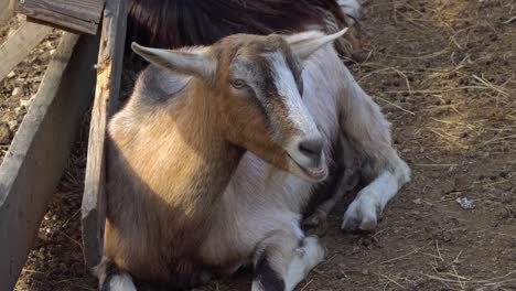 Close-up of a white and brown colored Hungarian native goat lying on the ground on a sunny autumn day