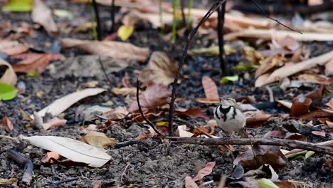 the forest wagtail is a passerine bird foraging on branches, forest grounds, tail wagging constantly sideways