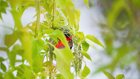 male southern red bishop bird weaving nest in green twigs and leaves