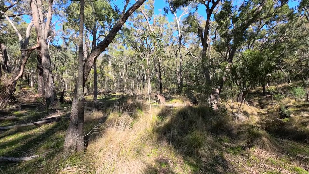 Canguru selvagem salta através de um bosque aberto de eucaliptos em Warrumbungle, Austrália, sob luz solar intensa