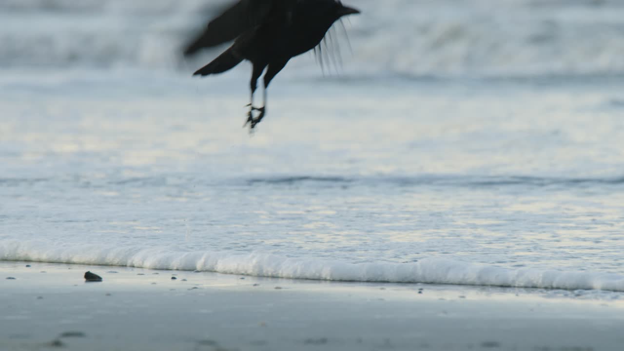 Black Crow on the Beach