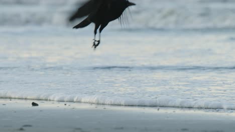 black crow on the beach