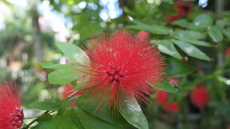 beautiful red blooming calliandra flower in a tropical garden close up