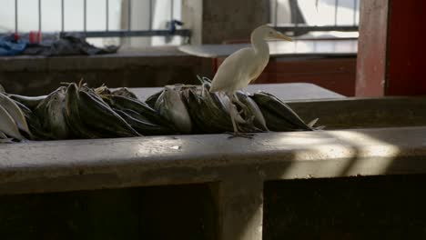 mahe seychelles garcilla bueyera pájaro en el mercado de la ciudad del mercado, comiendo moscas alrededor del pez caballa