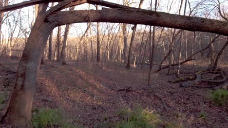 Aerial-flythrough-of-woods-in-late-fall