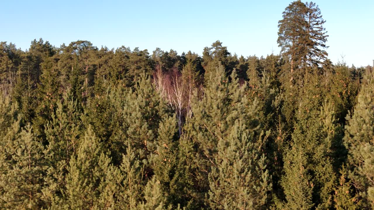 Foresta di conifere, vista aerea laterale