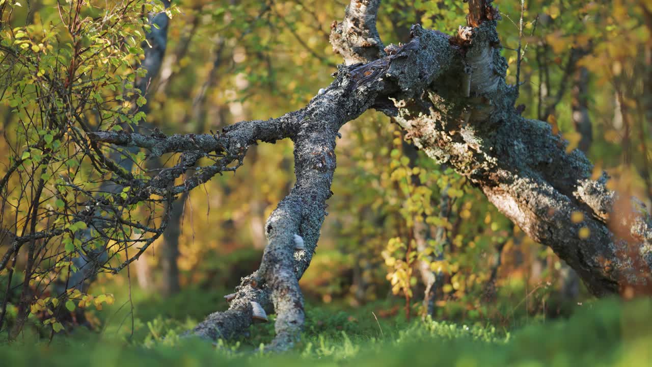 скрученный ствол мертвого березы в осеннем лесу