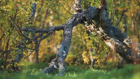 The-twisted-trunk-of-the-dead-birch-tree-in-the-autumn-forest