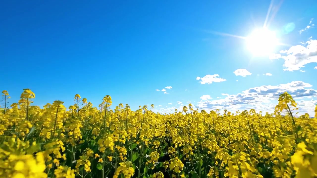 Una vivida esposizione di fiori gialli illuminati dal sole sotto un cielo azzurro limpido, catturando la bellezza dello splendore e della vivacità della natura in piena fioritura.