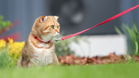 Lindo-Gato-Rojo-Camina-Sobre-El-Césped-Con-Una-Correa