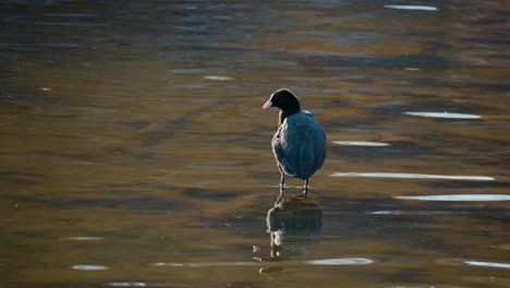 Eurasisches-Blässhuhn,-Das-In-Einem-Flachen-Bach-Steht-Und-Sich-In-Der-Sauberen-Wasseroberfläche-Widerspiegelt---Rückansicht