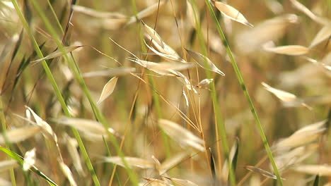 Trockene-Peelingbürste,-Die-Im-Wind-Weht