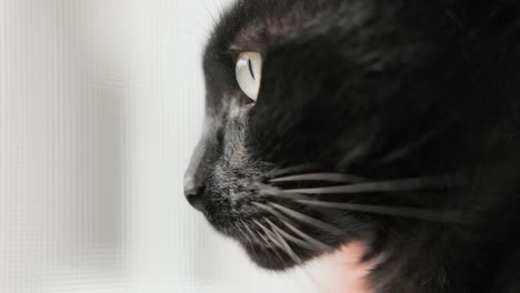 side view of a black cat's face - close up