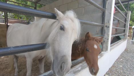 靠近動物園的小馬匹在吃新鮮草的gorpro相機拍攝