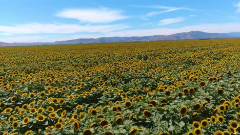 Luftaufnahme-über-Einem-Wunderschönen-Sonnenblumenfeld-In-Strahlendem-Sonnenschein-In-Kalifornien-In-Der-Nähe-Von-Gilroy,-Kalifornien