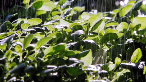 close up of rain falling on oregano plant leaves in garden, lit by sun from behind