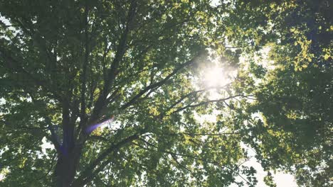 sunlight peeking through tree canopy