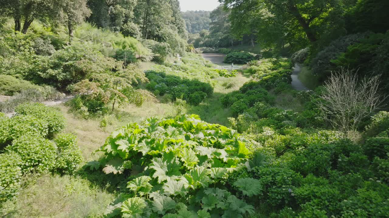 Tropical garden valley floor with distant pond in tree lined valley on summer day. Slow low camera flight over overgrowth.
