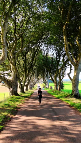 distancing from a woman walking by the avenue between the beech trees. drone footage in the dark hedges landmark, county antrim, northern ireland. vertical video.