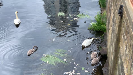 Family-of-White-Mute-Swans-Swimming-Out-of-Frame-on-a-River-amongst-Reeds---Bread-Crumbs