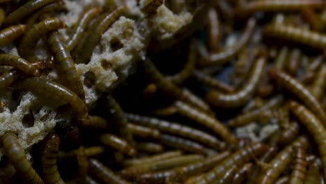 The-Mealworm-is-a-species-of-Darkling-Beetle-used-to-feed-pets-like-fish,-snakes,-birds,-and-frogs