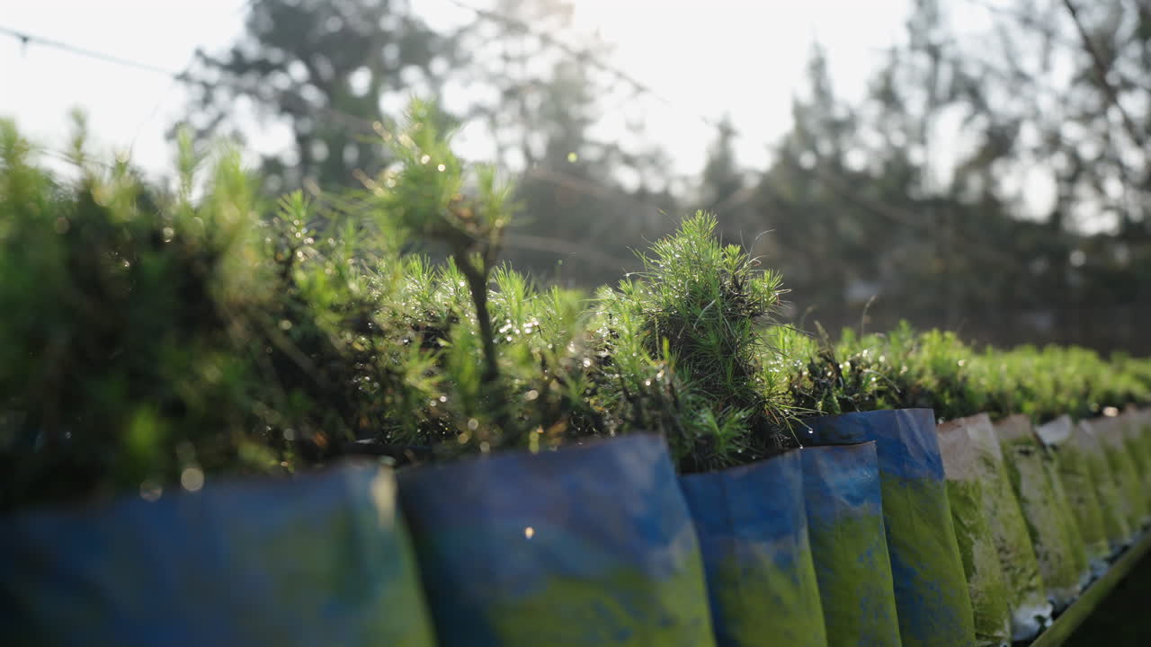 Sunny close up of plant nursery, growing plants to desired size, for gardening, forestry, or conservation biology, agriculture, beautiful weather, shot from under, besides