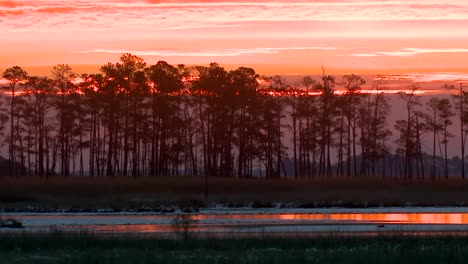 gesilhouetteerde bomen bij zonsondergang 01