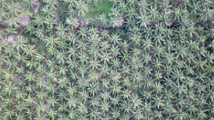 Top view mode oil palm plantation at Batu Kawan, Penang, Malaysia.