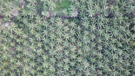 top view mode oil palm plantation at batu kawan, penang, malaysia.